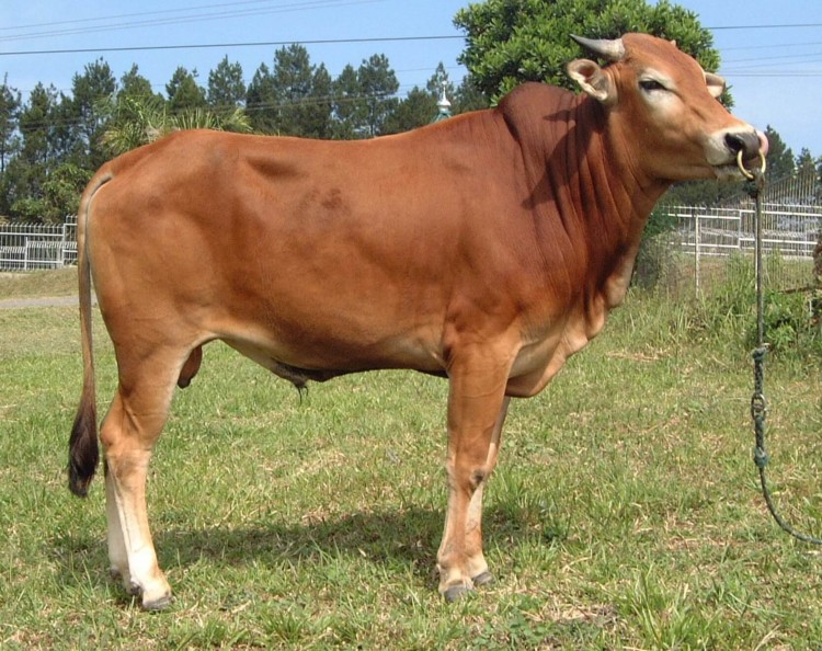 sapi madura sapi madura