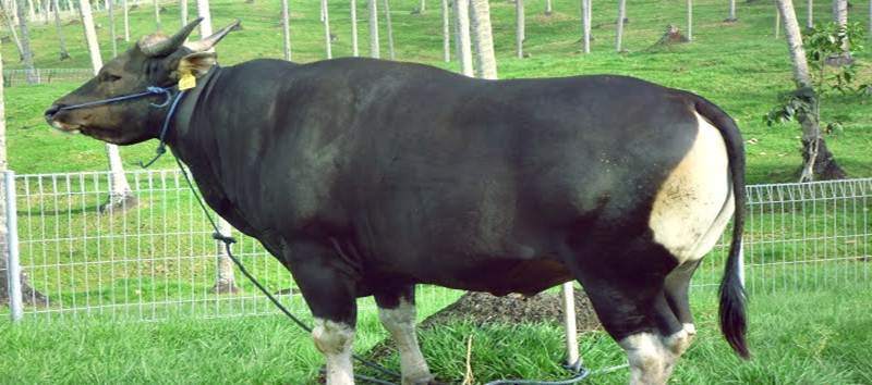 Sapi-Bali Sapi-Bali