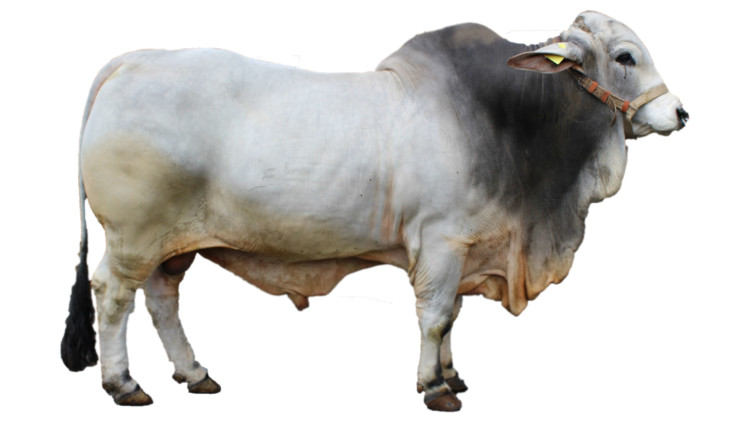 SAPI ONGLE SAPI ONGLE