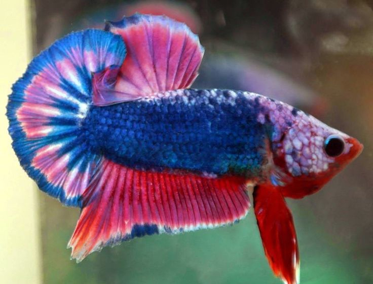 Hobi Ikan Cupang? Nih Cara Ternak Ikan Cupang Paling Efektif!