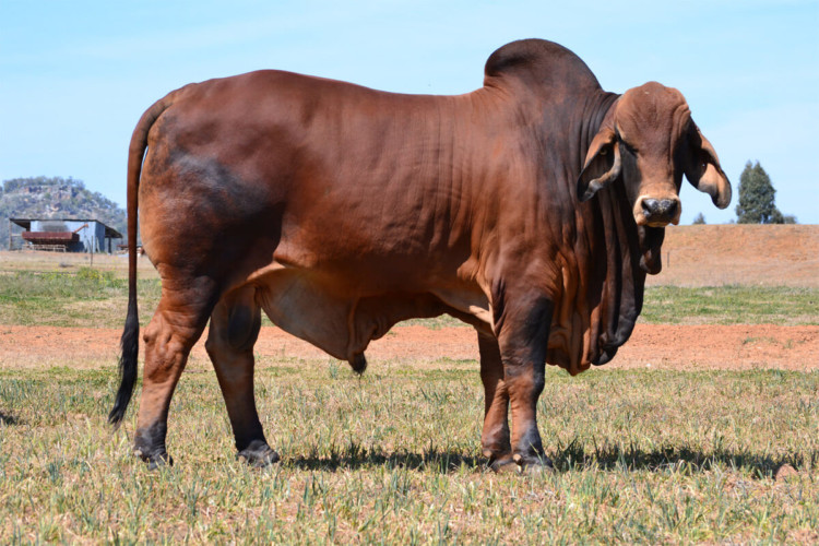 sapi brahman sapi brahman