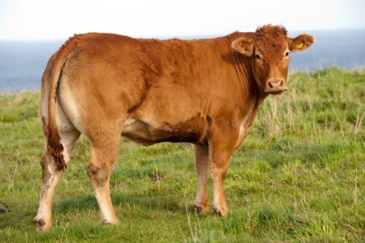 sapi limousin sapi limousin