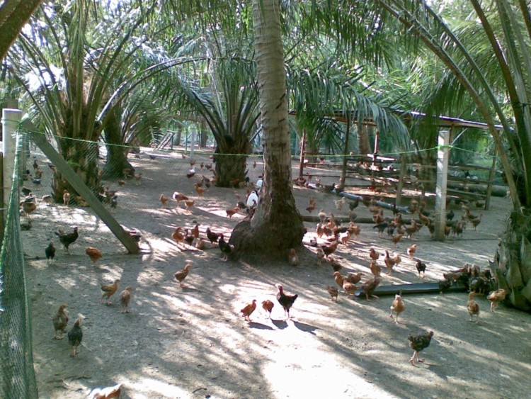 Begini Cara Ternak Ayam Kampung Yang Baik dan Benar - Satu Jam