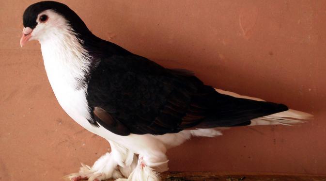 Merpati Lahore Apriliasaputri495