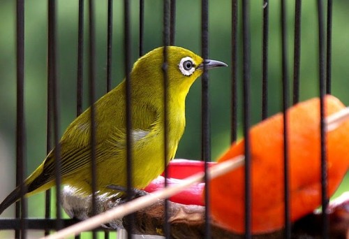5 Jenis Burung Pleci Yang Bagus Untuk Dilombakan Gambar