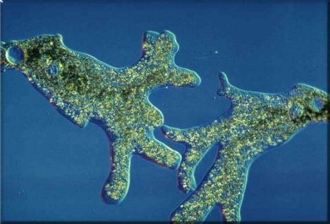 4 Klasifikasi Protista Mirip Hewan  Beserta Pengertian dan  4 Klasifikasi Protista Mirip Hewan  Beserta Pengertian dan